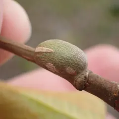 Poplar Twiggall Fly thumbnail 1