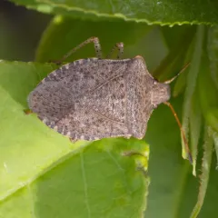 Consperse Stink Bug thumbnail 4
