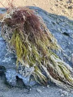 Bushy Red Weed thumbnail 4