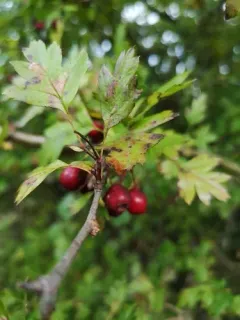 midland hawthorn thumbnail 3