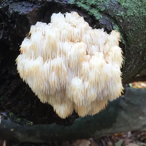 Bear's Head Tooth