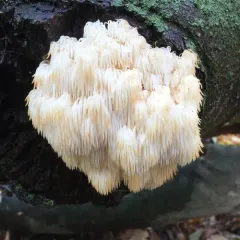 Bear's Head Tooth thumbnail 1