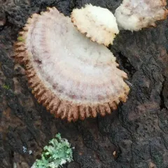 splitgill mushroom thumbnail 2