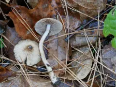 Inocybe fuscicothurnata thumbnail 1