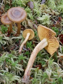 Cortinarius bataillei thumbnail 1