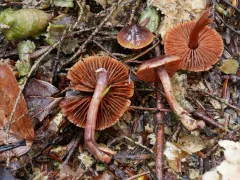 Cortinarius anthracinus thumbnail 1