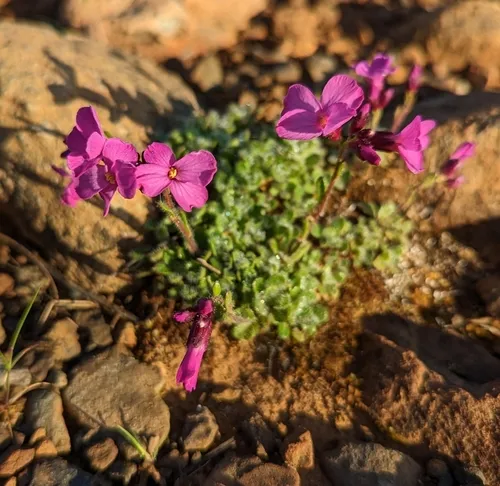 Waldo Rockcress