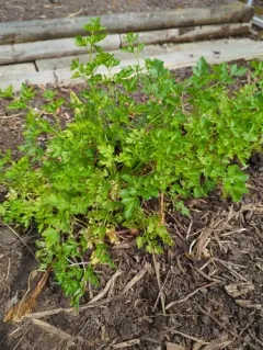 garden parsley thumbnail 4