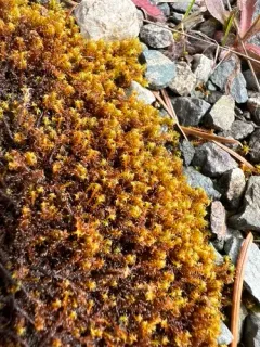 Rusty Beard-moss thumbnail 3