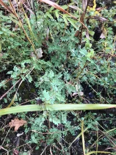 leafy prairie clover thumbnail 2