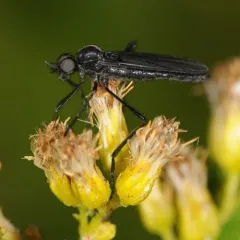 Penthetria heteroptera thumbnail 2