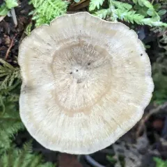 Picipes tubaeformis thumbnail 2