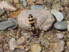 Meligramma cincta thumbnail 3
