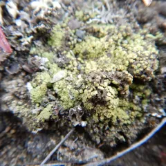 Soil Paint Lichen thumbnail 2