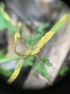 Puccinia pimpinellae thumbnail 2