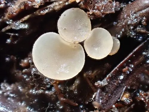 Ciboria acerina
