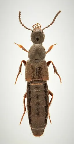 Philonthus concinnus