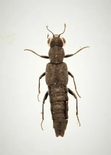 Stenus egenus