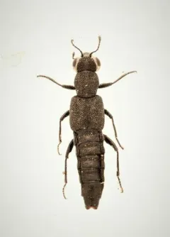 Stenus egenus thumbnail 1