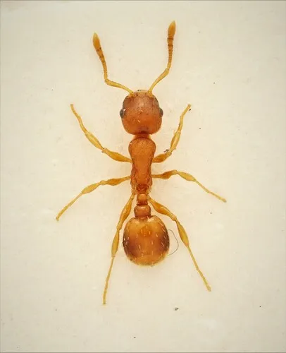 Doubtful Acorn Ant