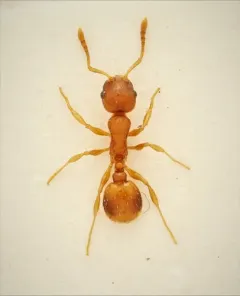 Doubtful Acorn Ant thumbnail 1