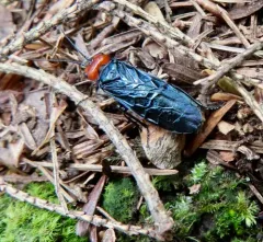 Pine False Webworm thumbnail 4