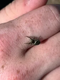 Habronattus klauseri thumbnail 3
