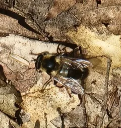 Hairy-cheeked Bumble Fly thumbnail 3