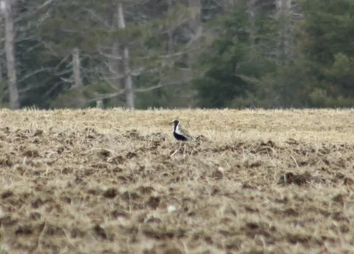 European Golden-Plover