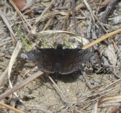 Sleepy Duskywing thumbnail 2