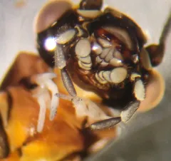 Common Forestfly thumbnail 4