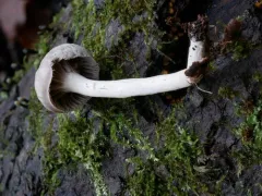 Cuphophyllus canescens thumbnail 1