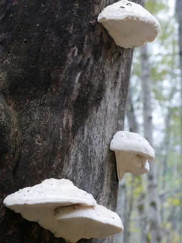 Postia lactea