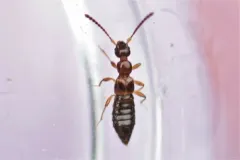 Apocellus sphaericollis thumbnail 3
