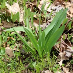 narrowleaf wild leek thumbnail 3