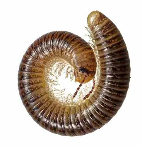 Cylindroiulus caeruleocinctus