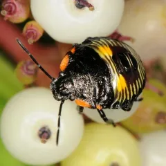 Green Stink Bug thumbnail 4