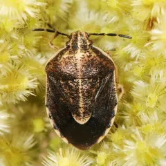 Trichopepla atricornis thumbnail 4