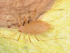 Pea Aphid thumbnail 4