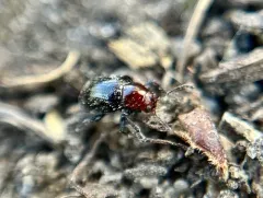 Paria thoracica thumbnail 2