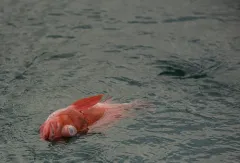 Pacific Ocean Perch thumbnail 2