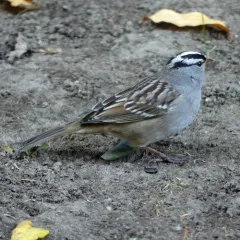 White-crowned Sparrow thumbnail 4