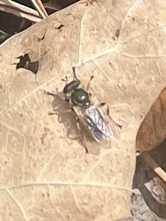 Painted Wood Fly thumbnail 2