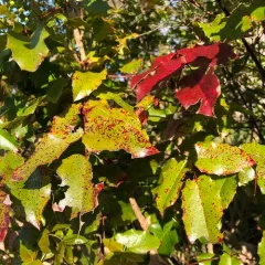 mahonia rust thumbnail 1
