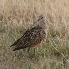Long-billed Curlew thumbnail 3