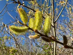 Arroyo Willow thumbnail 3