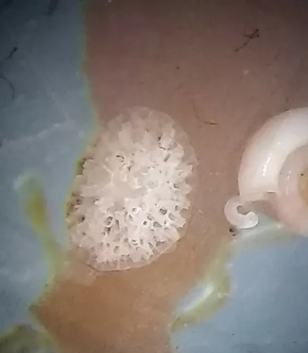 Patinella verrucaria