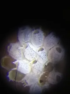 Juxtacribrilina annulata thumbnail 2