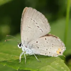 Eastern Tailed-Blue thumbnail 2