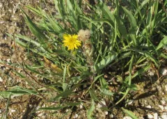 Pyrrocoma plantaginea thumbnail 4